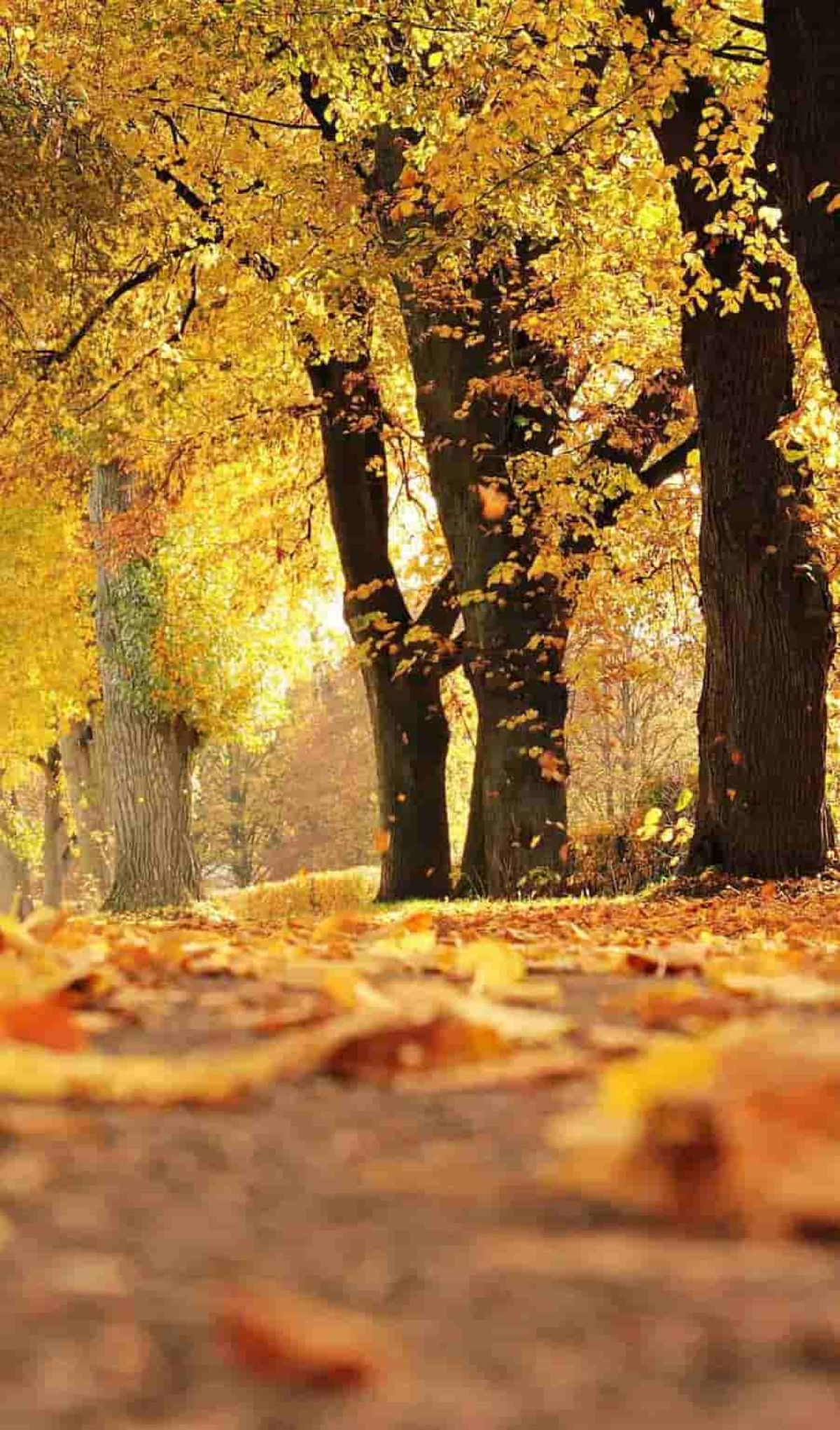 Herbst tennis header hk